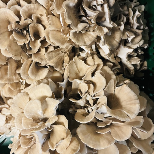 Maitake - Pleunis Koert