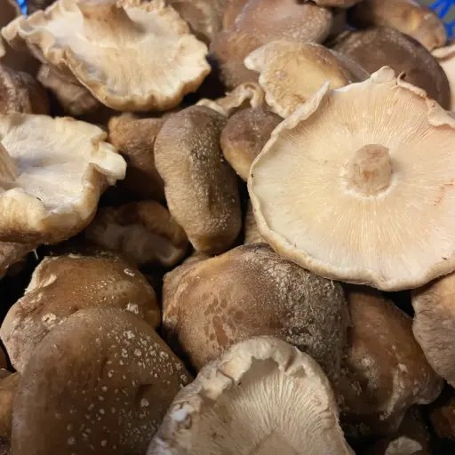 Shiitake - Hoeilaert