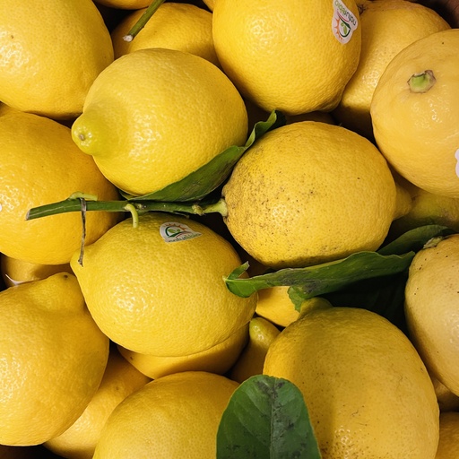 Citron Jaune Primo Feuilles - Italie