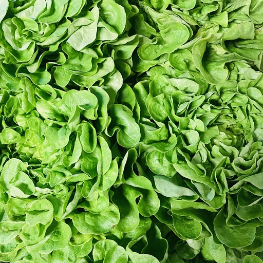 Salade Diverses - France