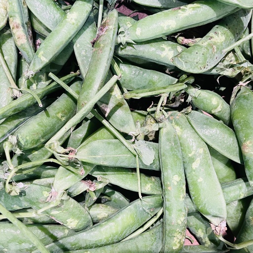 Petits Pois - Italie
