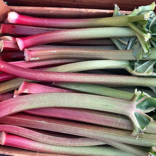 Rhubarbe - Hanssens Pol