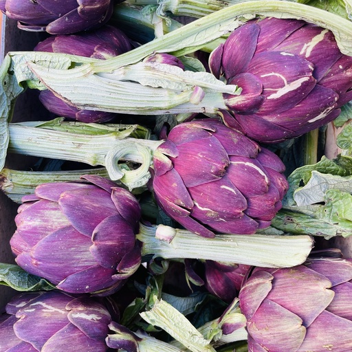 Artichaut Violet - Sicile