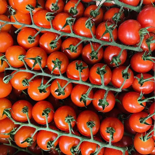 Tomates Cerises Grappes - Jardin des Embruns