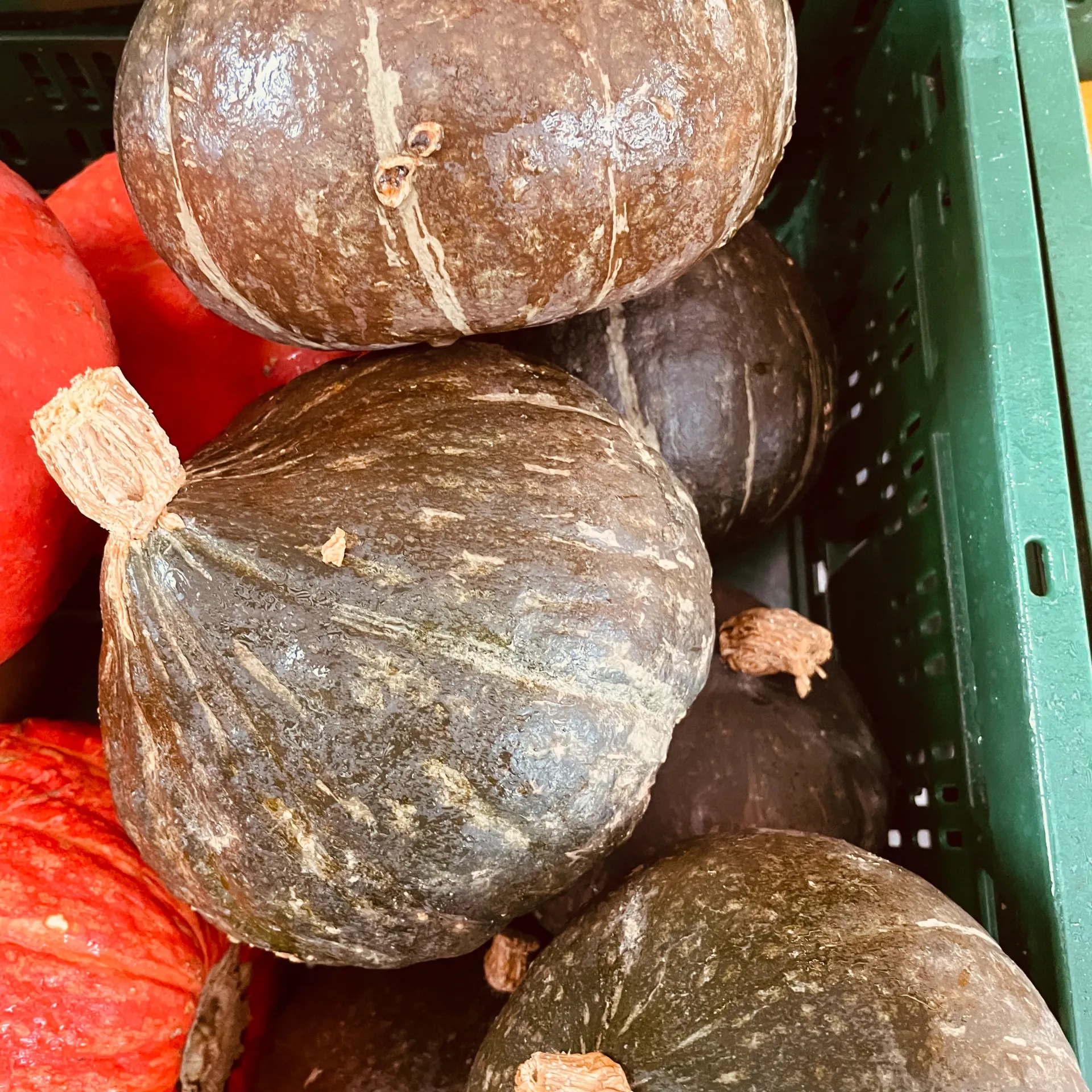 COURGE POTIMARRON Okaido Vert — De Blauwe Spie