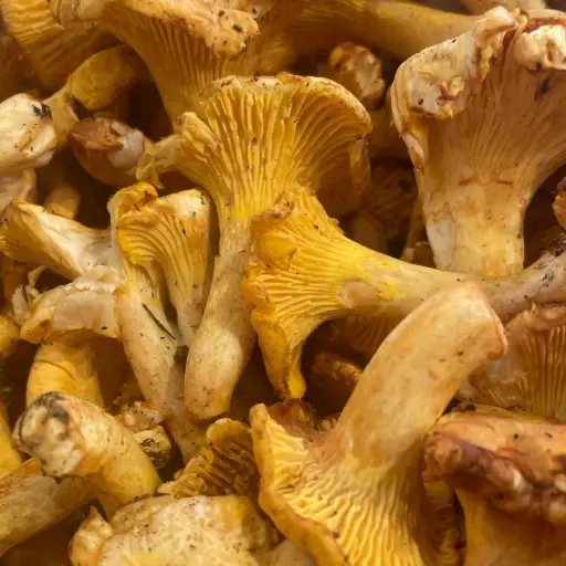 Girolle - Lithuanie