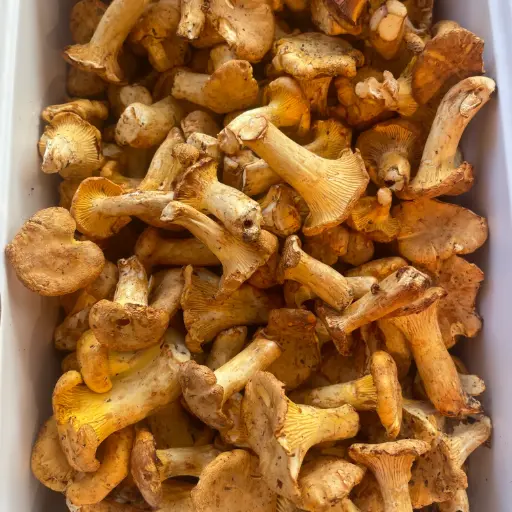 Girolle - Lithuanie