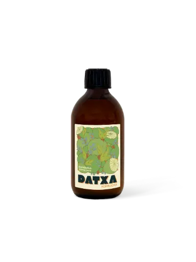 KOMBUCHA MATÉ GINGEMBRE CITRON  — Datxa