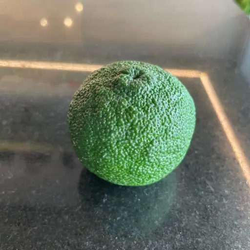 Citron Yuzu /pièce - Corse