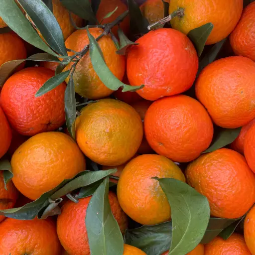 CLEMENTINE Fine bio — Domaine de La Taste, Tallone, Corse