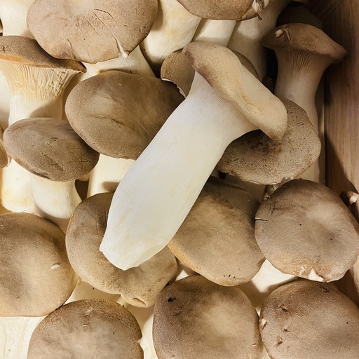 Mini Eryngii — France